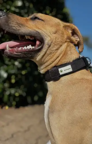 Dog showcase Activepaw collar