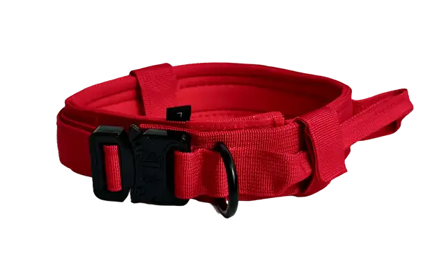 Activepaw collar